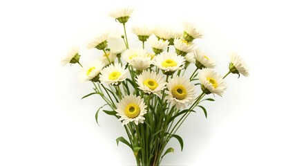 Obraz premium White Daisy Flowers Bouquet Fresh Bright Natural Light Elegant Garden