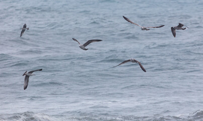 A group of seagulls flying over the ocean