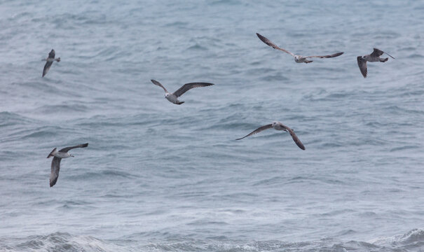 A group of seagulls flying over the ocean - Powered by Adobe