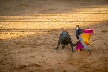 Teenager vesrus bull at bullfighting scene in Salamanca city, Spain