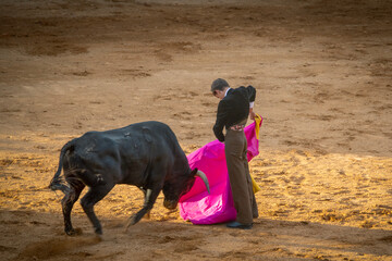 Teenager vesrus bull at bullfighting scene in Salamanca city, Spain