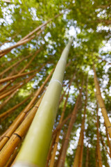 Fototapeta premium A tall bamboo pole is in the middle of a forest