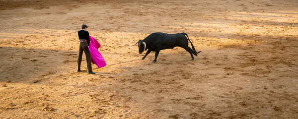 Teenager vesrus bull at bullfighting scene in Salamanca city, Spain