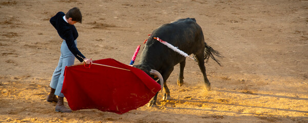 Teenager vesrus bull at bullfighting scene in Salamanca city, Spain