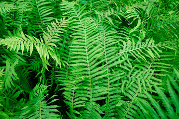 A green leafy plant with a large leaf