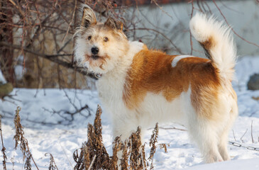 Fototapeta premium A dog with a white and brown coat stands in the snow