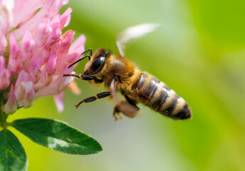 A bee is flying over a pink flower