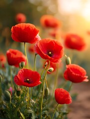 Fototapeta premium Vibrant field of red poppy flowers under a clear blue sky