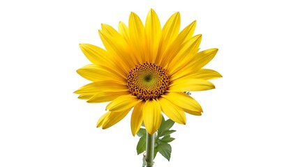 Fototapeta premium Bright Yellow Sunflower with Green Stem and Leaves Isolated on White Background