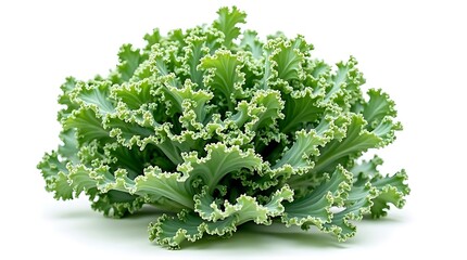 Fresh Green Curly Leaf Lettuce Isolated on White Background