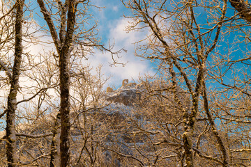 A magnificent forest in the winter season