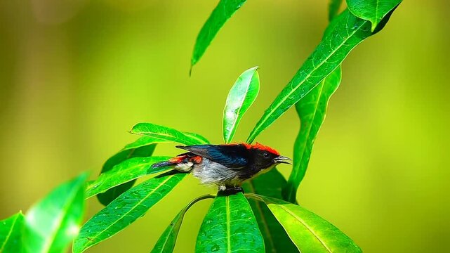 Male mistletoe bird spreading wings while bathing on fresh green leaves, showing vibrant red and black plumage in a natural tropical forest setting.