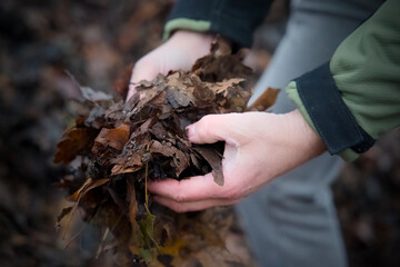 Hands Holding Sample Tray of Dry Brown Fallen Leaves at Compost and Fermentation Site