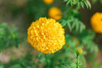 Marigold flowers famous flower in Thailand