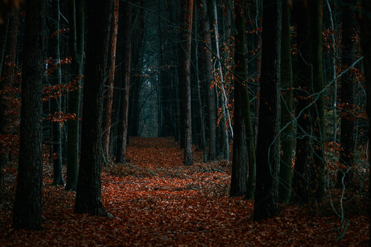 Forest road in the alley of trees in the autumn dark forest.
