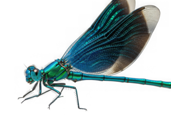 Close-up side view of a vibrant metallic blue damselfly isolated on black isolated on transparent background