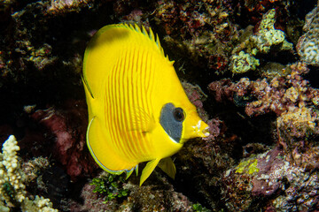 Masken-Falterfisch (Chaetodon semilarvatus)