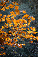 Bright orange yellow autumn leaves against a dark forest background.