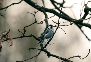 A Willow tit sitting on a leafless branch. © Tomasz