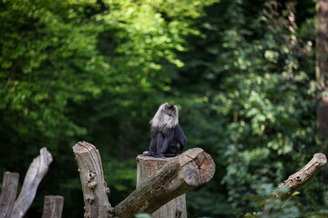 Lion-tailed macaque, Macaca silenus sitting on a tree trunk in the zoo.