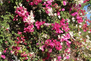 Beautiful Pink and White Bougainvillea Flowers in Full Bloom