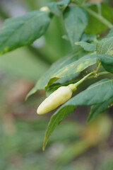 Beautiful chili peppers in the garden.