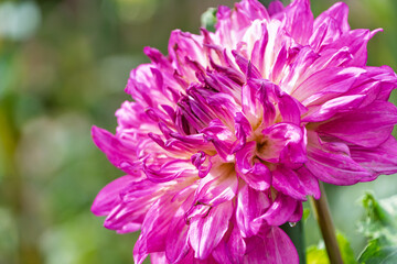 複雑に重なる花びらが美しい紫色の大きなダリアの花の横顔