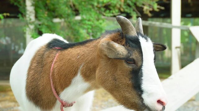 A close-up view of a goat looking directly at the camera, suitable for educational media and documentaries, expressing curiosity, awareness, simplicity, and a natural connection to rural life
