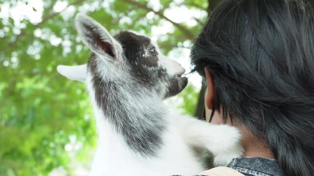 A close-up view of a goat being gently held by a person, suitable for educational media and documentaries, reflecting care, trust, human-animal connection, and rural learning