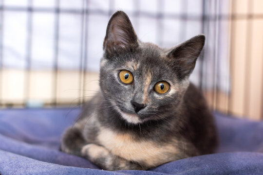 Serene feline rest, Calm tortoiseshell kitten with amber eyes resting in warm enclosure - Powered by Adobe