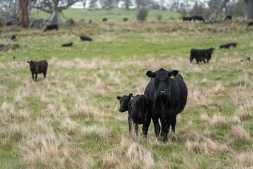 Regenerative Cattle Farming in Europe's Lush Green Pastures Daily Nourishes Communities with Healthy Livestock Grazing in Idyllic Fields in australia