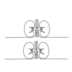 Human kidney, continuous one-line drawing, minimalist medical outline vector illustration
