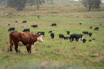 Regenerative Cattle Farming in Europe's Lush Green Pastures Daily Nourishes Communities with Healthy Livestock Grazing in Idyllic Fields in australia