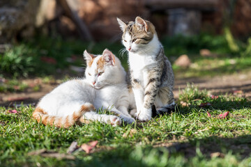 Pair of domestic cats resting on grass outdoors. Relaxed pets enjoying sunlight, symbolizing comfort, companionship, and calm lifestyle. Natural light photography.