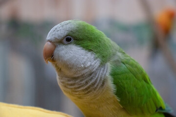 Quaker Parrot Close-Up Portrait with Soft Pastel Background