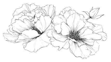 Elegant Black and White Line Art Illustration Vector