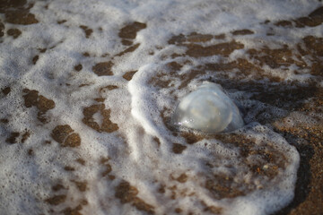 A translucent jellyfish lies on the seashore surrounded by sea foam, capturing the fragile beauty of marine life and coastal nature.
