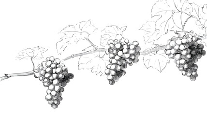 Elegant Minimalist Grapevines Illustration Vector Artwork