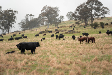 Regenerative Cattle Farming in Europe's Lush Green Pastures Daily Nourishes Communities with Healthy Livestock Grazing in Idyllic Fields in australia