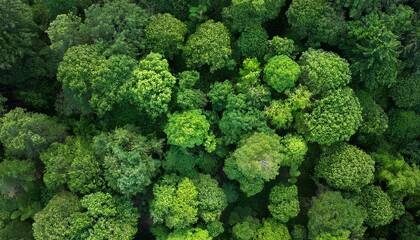 top down view of various dense green tree canopies showcasing different leaf shapes and shades of green symbolizing nature and growth