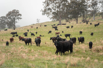 Regenerative Cattle Farming in Europe's Lush Green Pastures Daily Nourishes Communities with Healthy Livestock Grazing in Idyllic Fields in australia