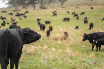 Regenerative Cattle Farming in Europe's Lush Green Pastures Daily Nourishes Communities with Healthy Livestock Grazing in Idyllic Fields in australia