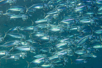 Indische Makrele oder auch Gro&szlig;maul-Makrele (Rastrelliger kanagurta)