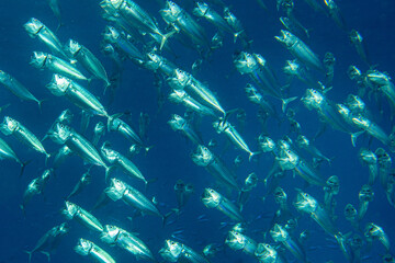 Indische Makrele oder auch Gro&szlig;maul-Makrele (Rastrelliger kanagurta)