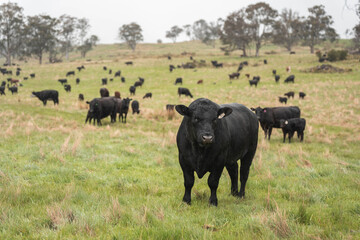 Regenerative Cattle Farming in Europe's Lush Green Pastures Daily Nourishes Communities with Healthy Livestock Grazing in Idyllic Fields in australia