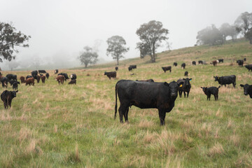Regenerative Cattle Farming in Europe's Lush Green Pastures Daily Nourishes Communities with Healthy Livestock Grazing in Idyllic Fields in australia