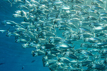 Indische Makrele oder auch Gro&szlig;maul-Makrele (Rastrelliger kanagurta)
