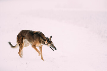Hunting Sighthound Hortaya Borzaya Dog During Hare-hunting At Winter Day In Snowy Field