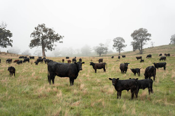 Regenerative Cattle Farming in Europe's Lush Green Pastures Daily Nourishes Communities with Healthy Livestock Grazing in Idyllic Fields in australia