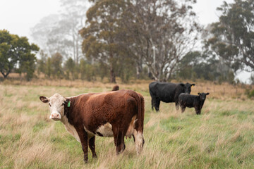Regenerative Cattle Farming in Europe's Lush Green Pastures Daily Nourishes Communities with Healthy Livestock Grazing in Idyllic Fields in australia